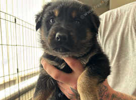 3/4 german shepherd 1/4 Rottweiler