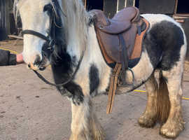 Heavy cob mare