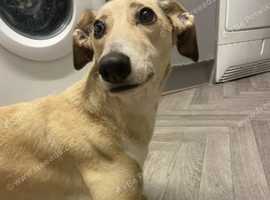 Female lurcher