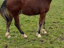 Welsh D gelding.
