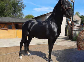 Black Andalusian Virgin Stallion 7 years old 16h