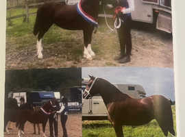 Cwmhir Wicked 122cm 4 years old