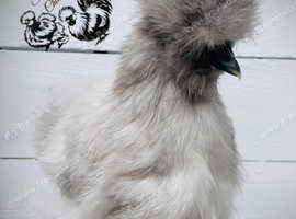 Silkies & a show girl (Unsexed)