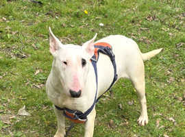 Female English Bull Terrier 2 .5 years old reduced