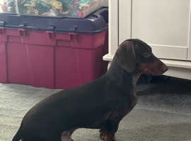 Young male Dachshund for sale