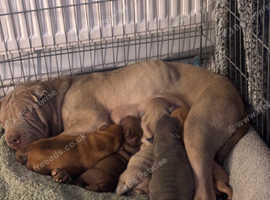 Beautiful Chinese Shar Pei Puppies