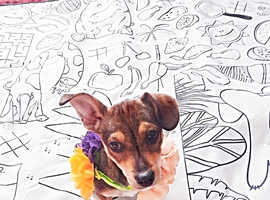 DOLLY needs a new home great with cats