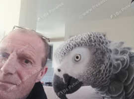 African grey parrot
