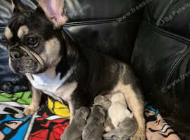 Kc registered french bulldog pupps