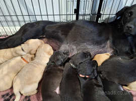 9 kc labrador puppys