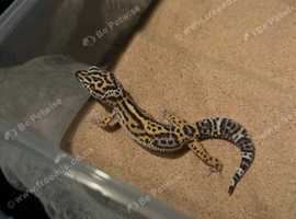to good home leopard gecko