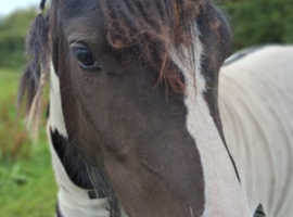 Cob yearling gelding for full loan