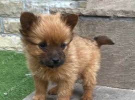 Pomeranian/Chihuahua/yorkie