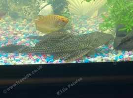 2. Large pleco sucker fish