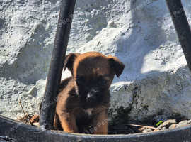 5 male border terriers available
