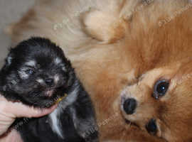 Tiny Pomeranian black&tan girl Available
