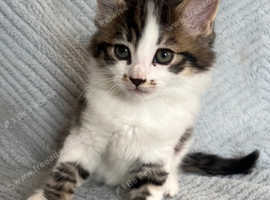 Ragdoll mainecoon x kittens