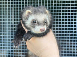 Part angora ferret kits due june