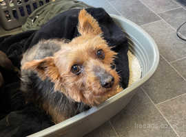 Yorkshire terrier for a rehome