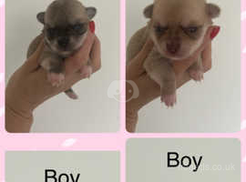 Teacup chihuahua pups for sale