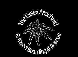 Essex Invertebrate & Arachnid Rescue & Boarding.