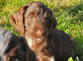8 beautifully marked sproodles