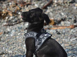 5 month old puppy