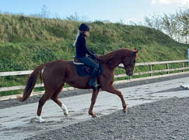 16.2hh all rounder