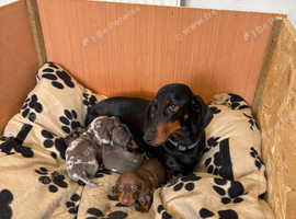 Beautiful dachshund