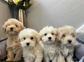 COTON noodles puppies