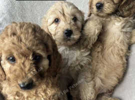 Cavapoo puppies