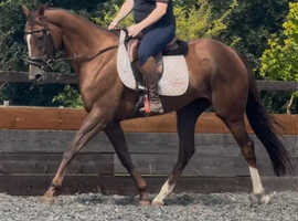 Beautiful Mare