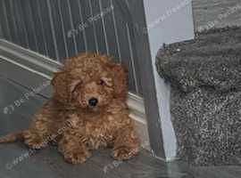 Red kc miniature poodle