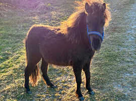 Pedigree Colt Midnight Storm (13 Months, 7.7 Hands)