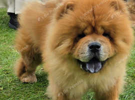 Chowchow boy