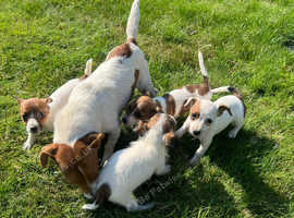 4 beautiful female jack Russell's