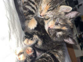 Beautiful kitties