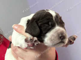 Sprocker puppies
