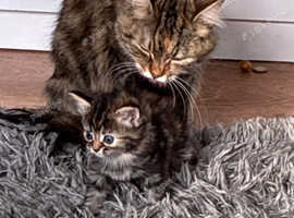 Ginger kitten male