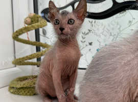 Beautiful Rare Lykoi kitten