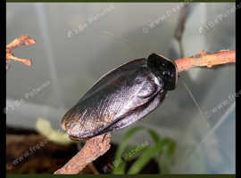 Cuban Burrowing Cockroaches - (Byrsotria fumigata) x 1 breeding pair