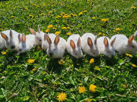10 GORGOUES CALLFORNIA BUNNIES