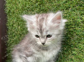 Ready to go now  Main Coon x Siberian Forest Cat