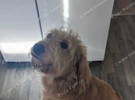 Female labradoodle for sale