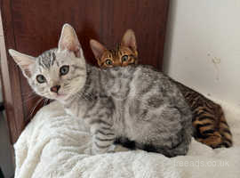 Pure blood bengal kitten (silver and marble )