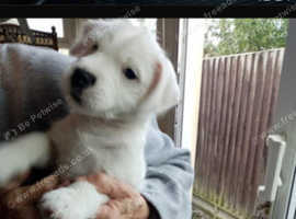 parson Russell puppies for sale