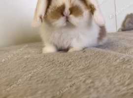 Pure mini lops to reserve