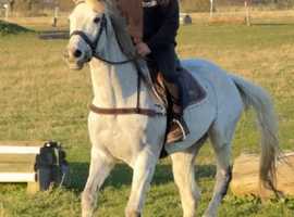 16.2 14yo Safe All Rounder