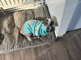 Chinese crested for rehoming