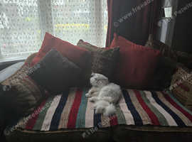 Persian male cat